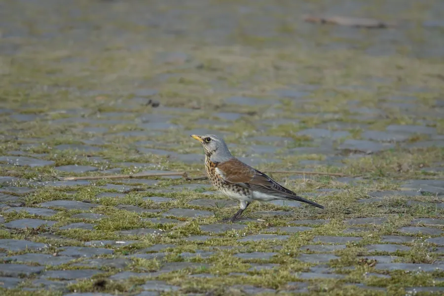 Fieldfare