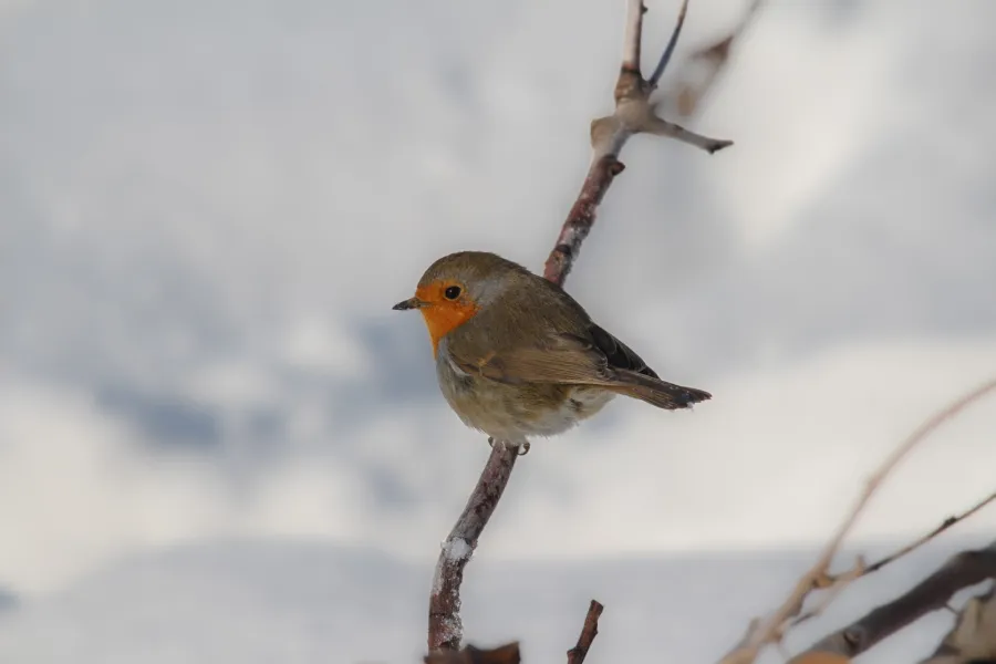 European Robin