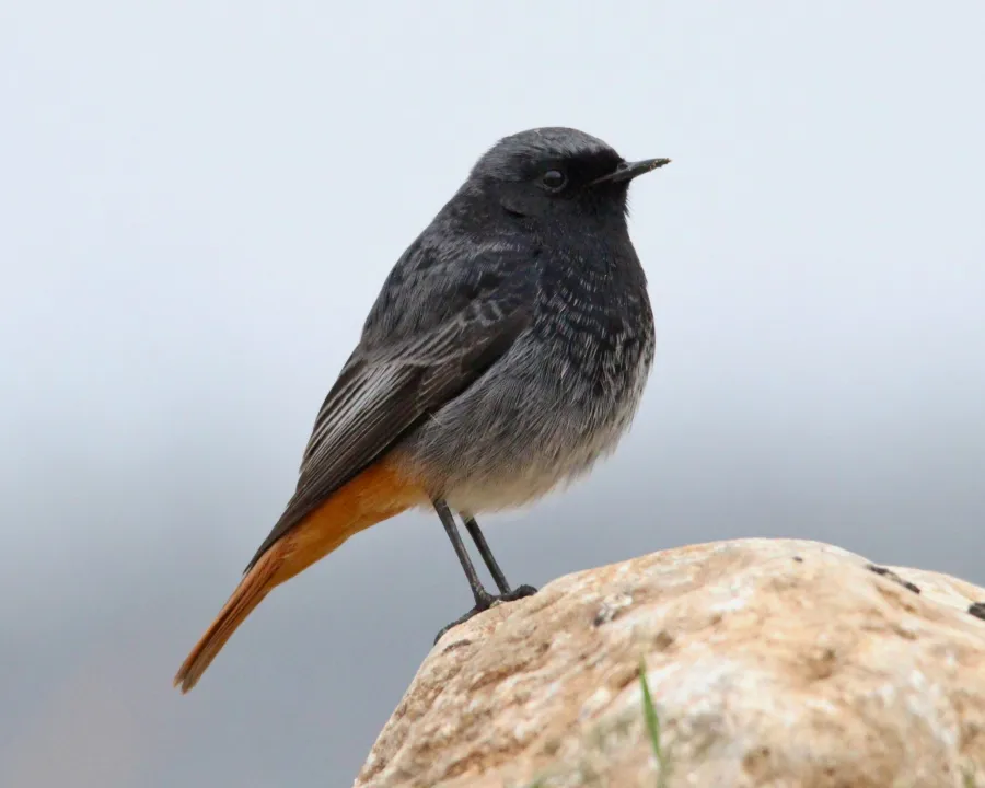 Black Redstart