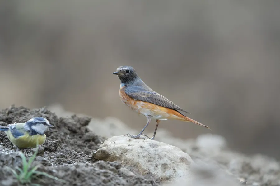 Common Redstart