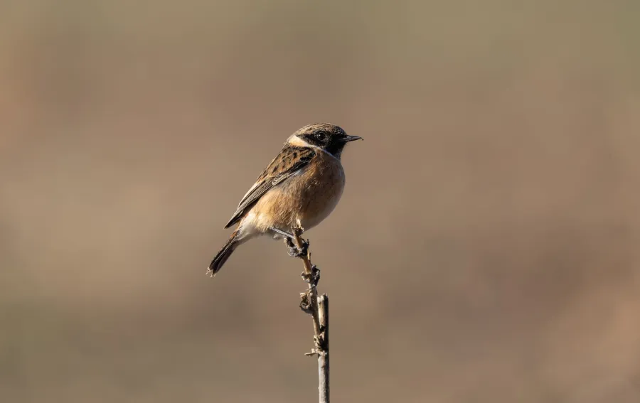 European Stonechat