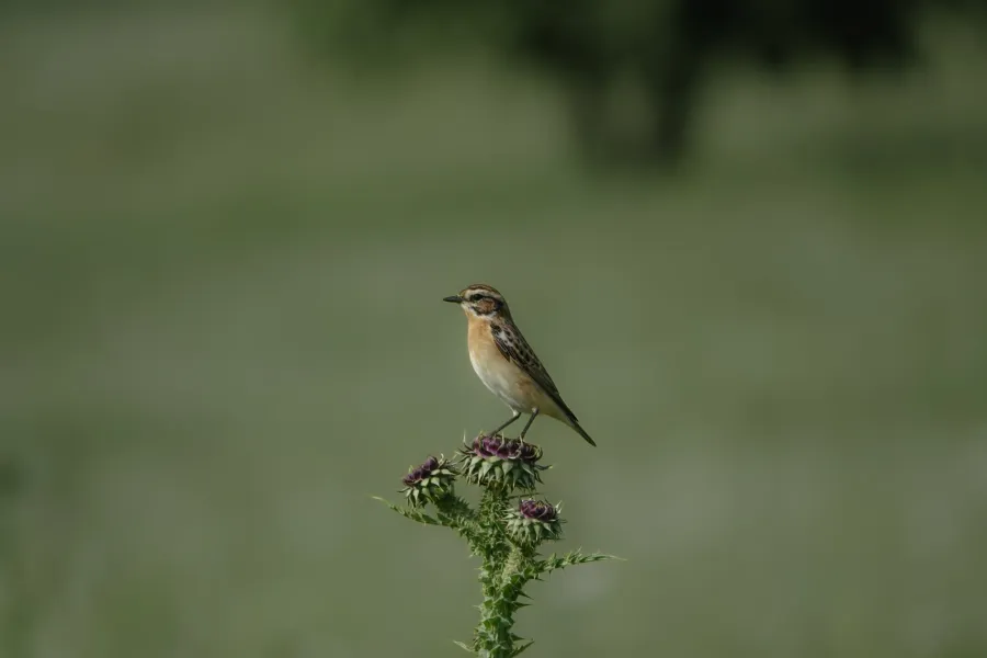 Whinchat