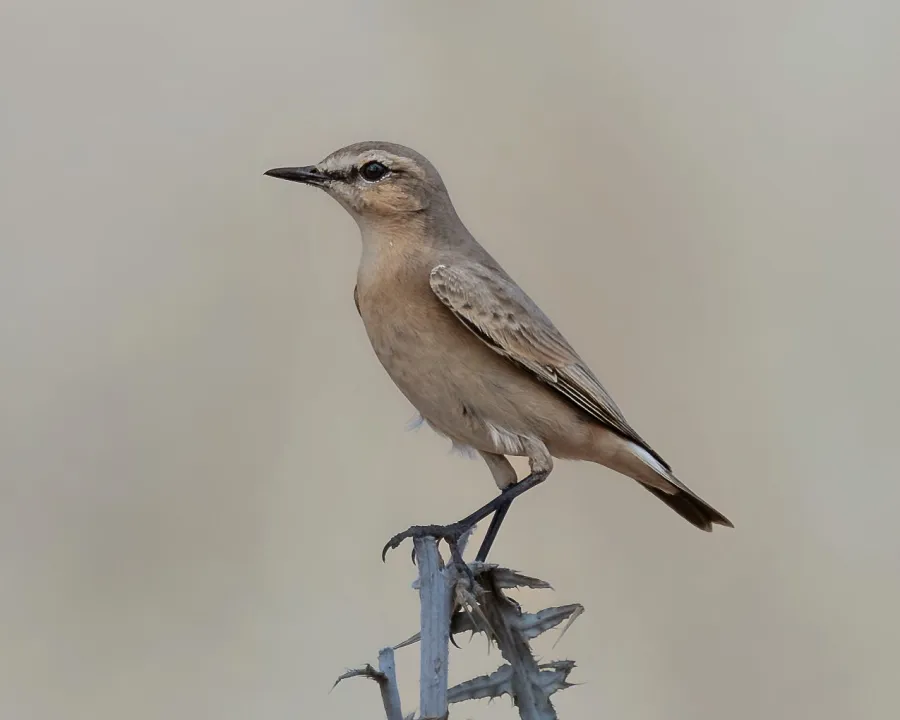 Isabelline Wheatear