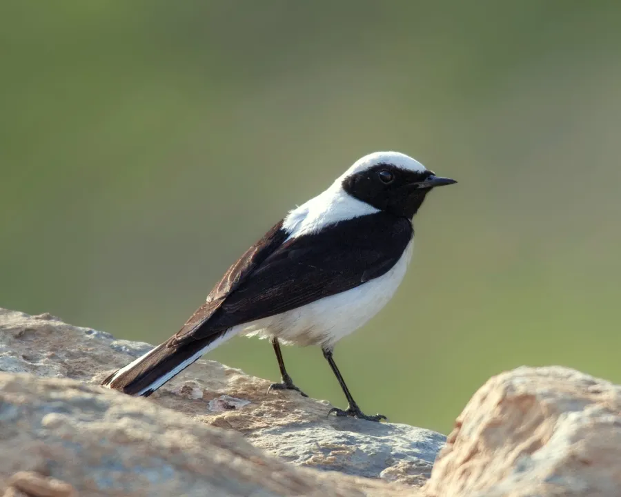 Finsch’s Wheatear