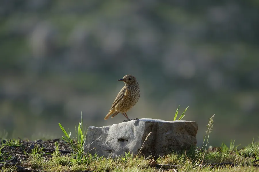 Rufous-tailed Rock Thrush