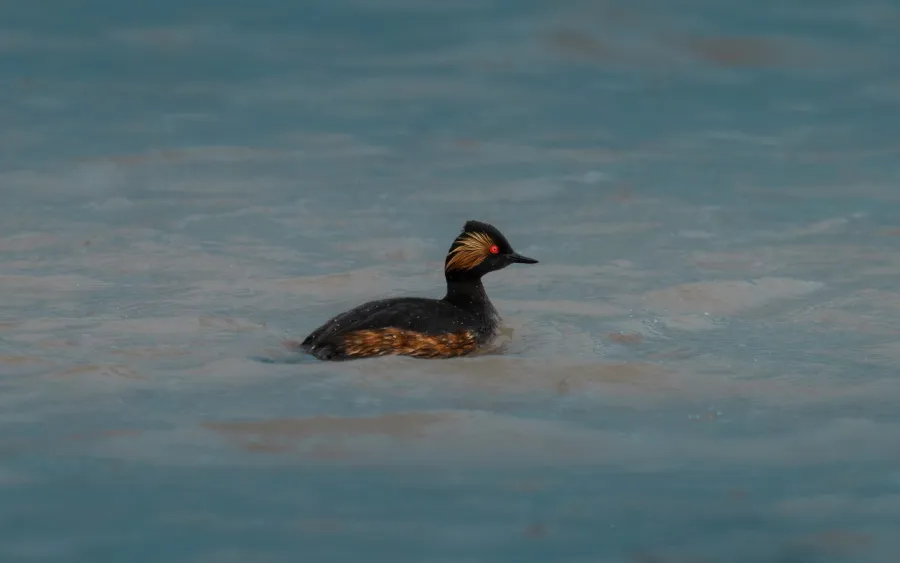 Black-necked Grebe