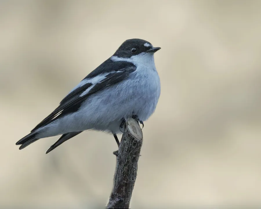 Semi-collared Flycatcher