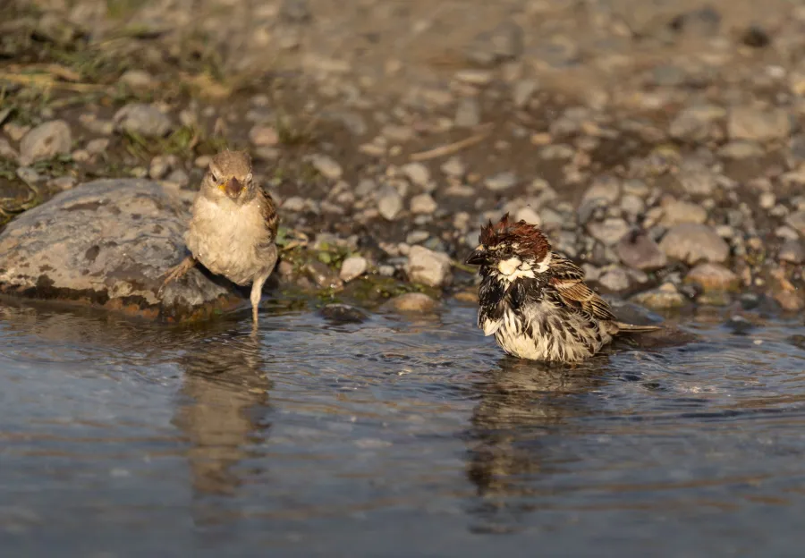 Spanish Sparrow