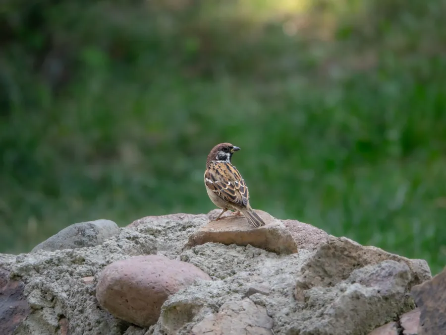 Eurasian Tree Sparrow