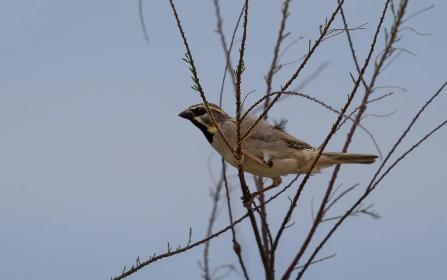 Dead Sea Sparrow