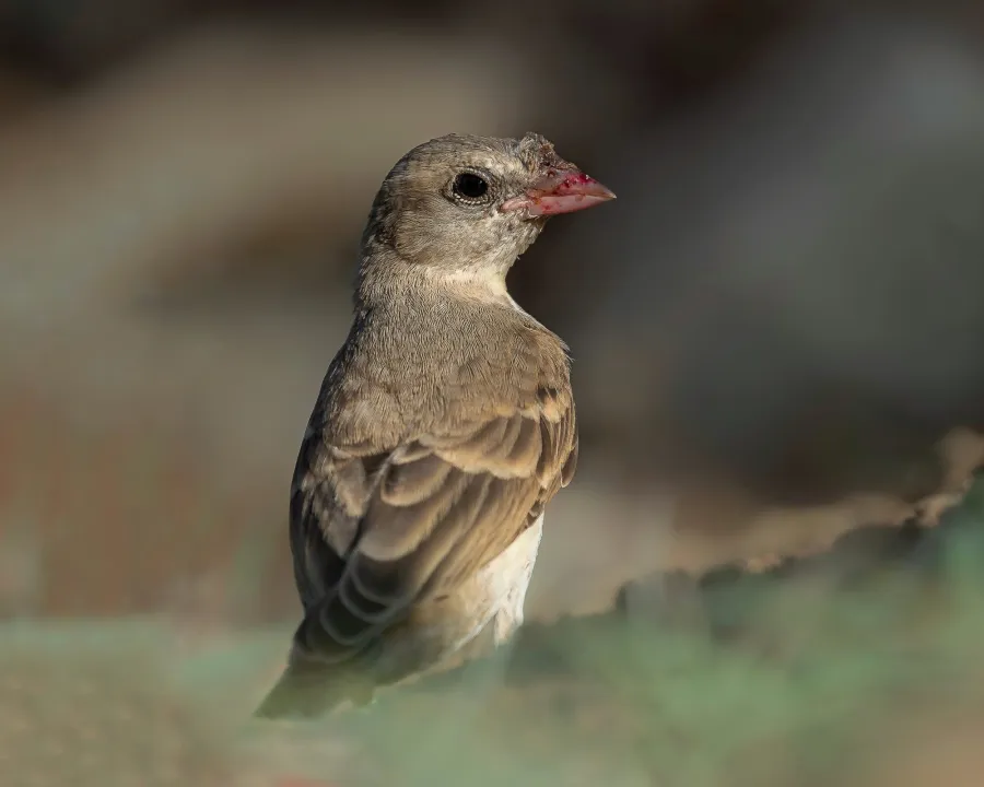 Pale Rockfinch