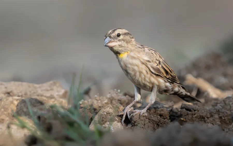 Rock Sparrow
