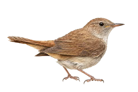 Common Nightingale