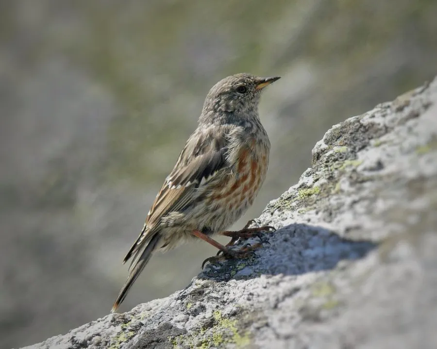 Alpine Accentor