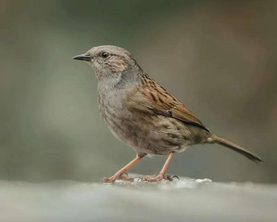 Dunnock