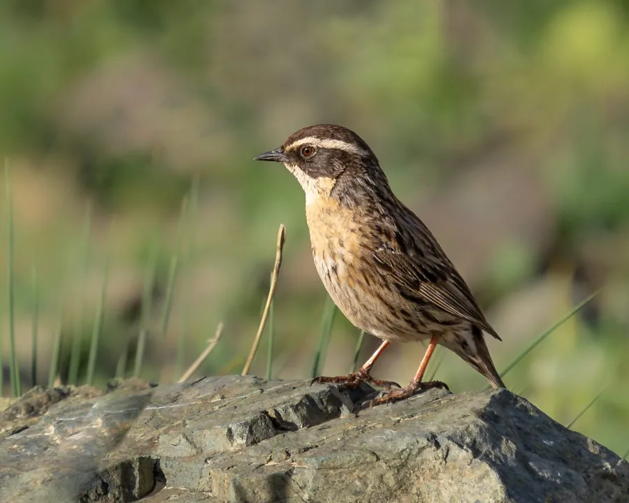 Radde’s Accentor
