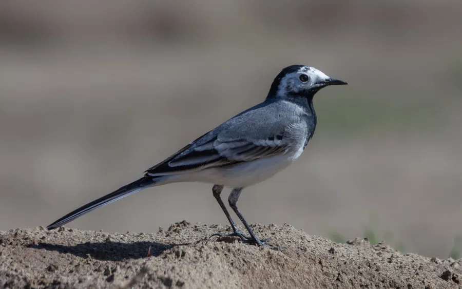 White Wagtail