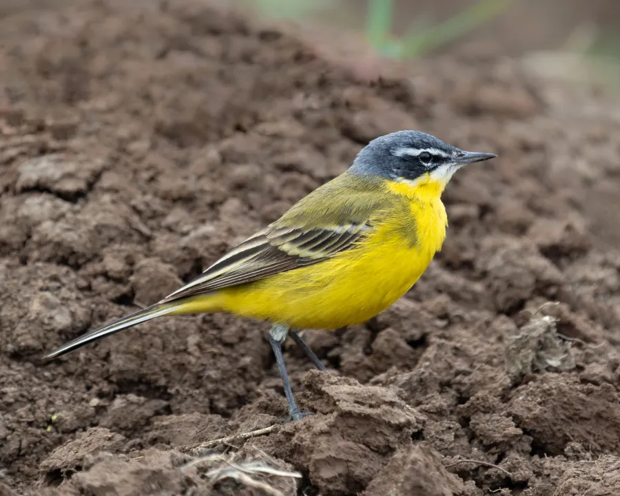 Yellow Wagtail