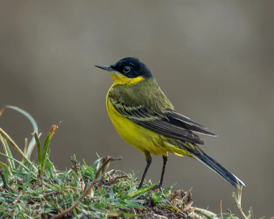 Black-headed Wagtail
