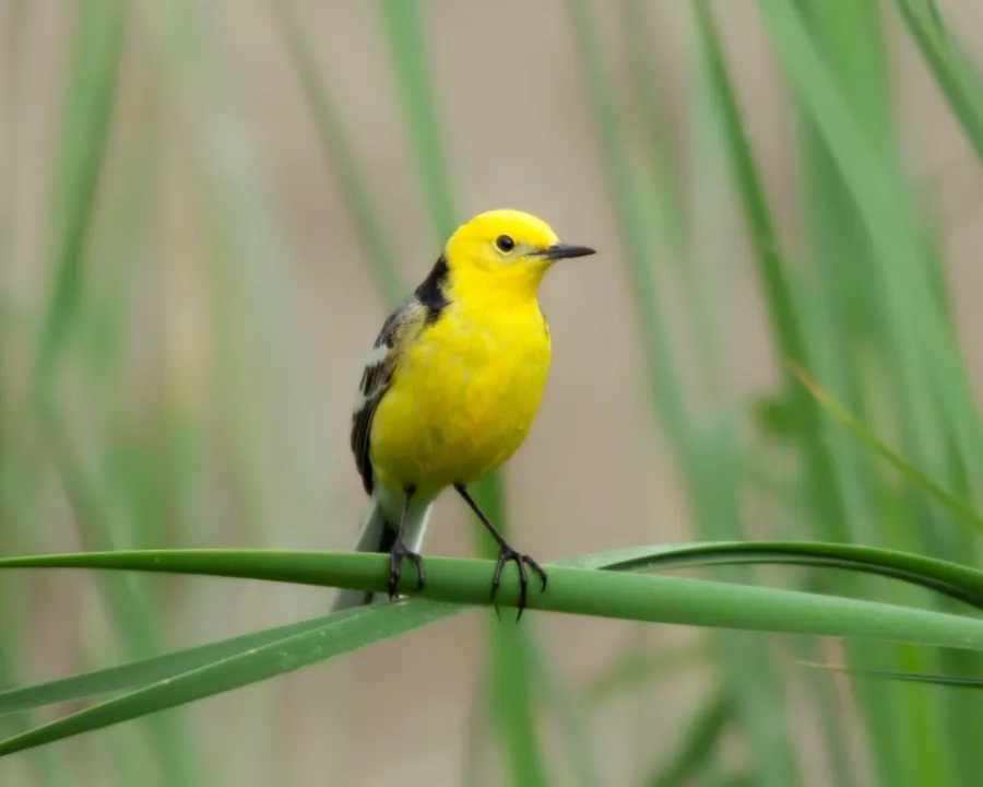 Citrine Wagtail