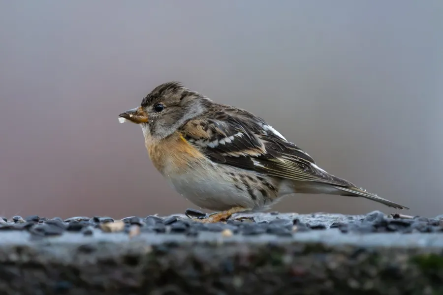 Brambling