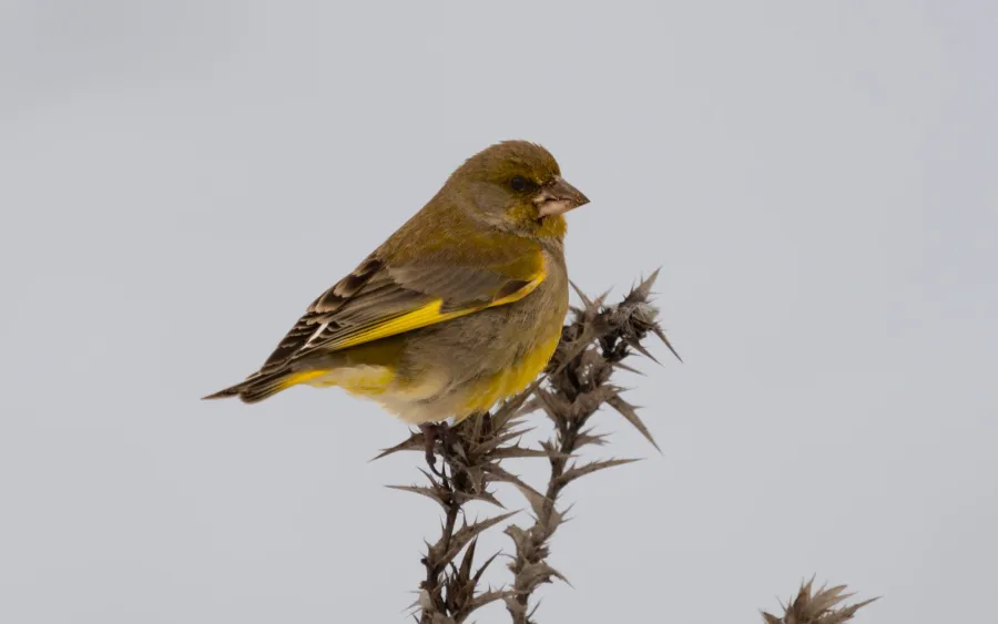 European Greenfinch