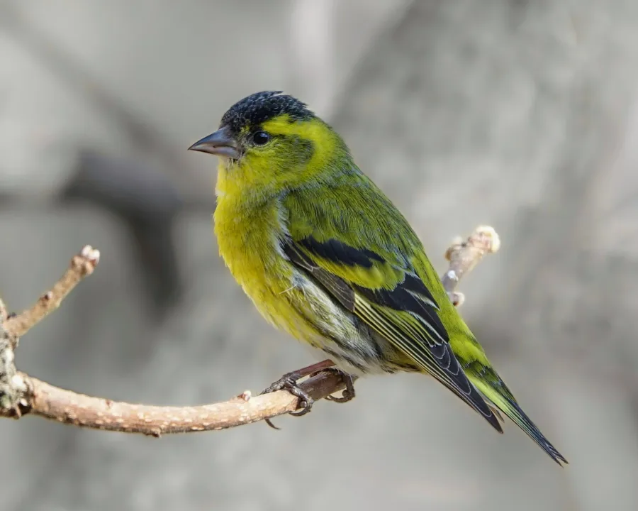 Eurasian Siskin