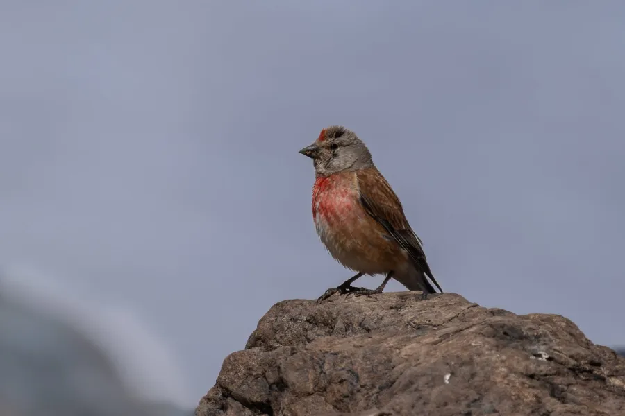 Common Linnet