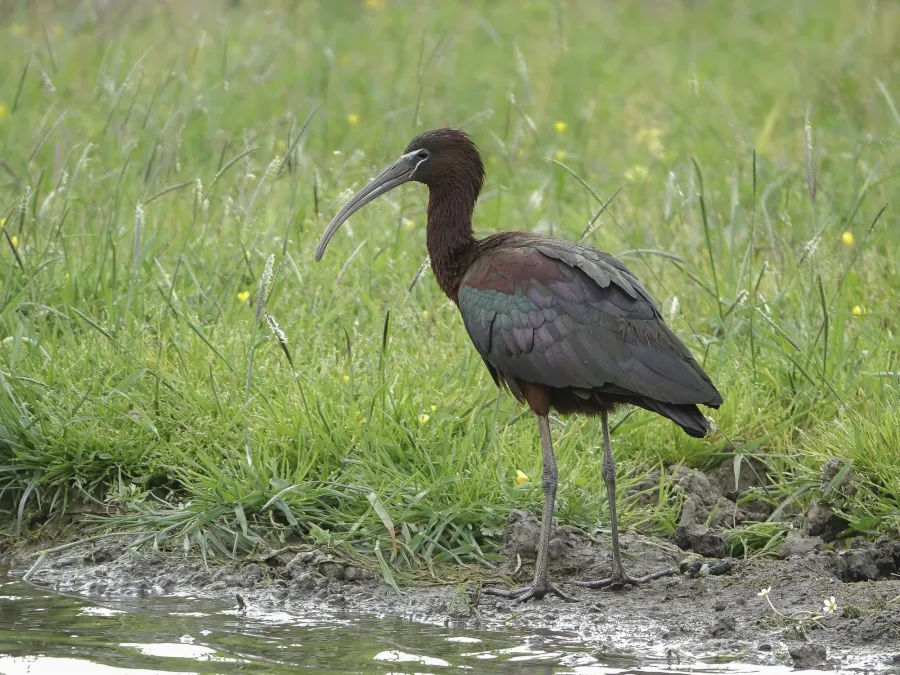 Glossy Ibis