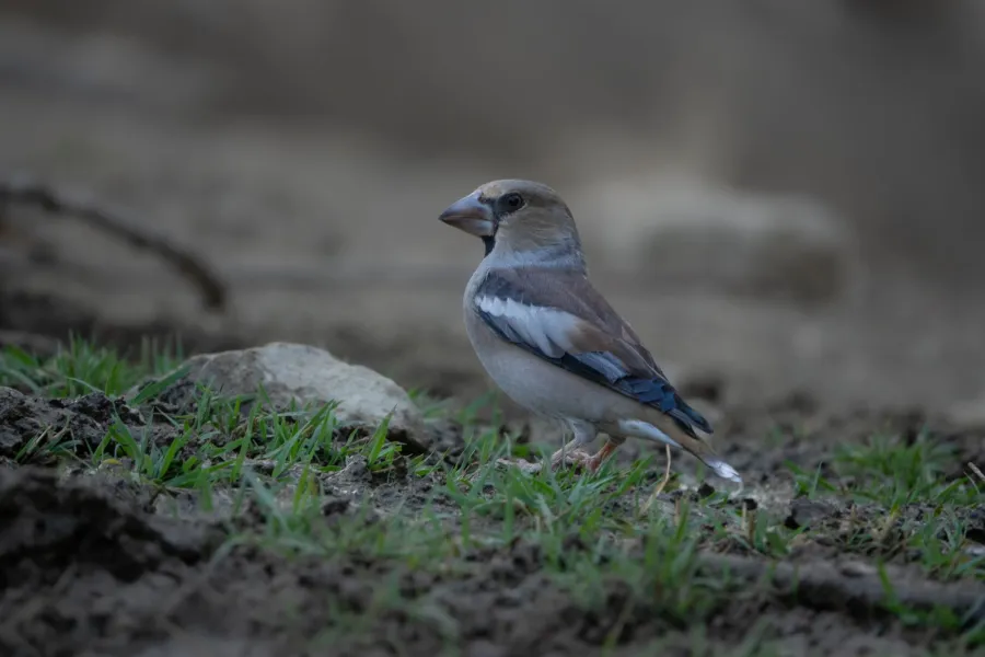 Hawfinch