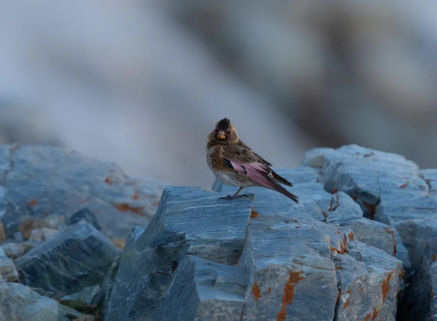 Eurasian Crimson-winged Finch
