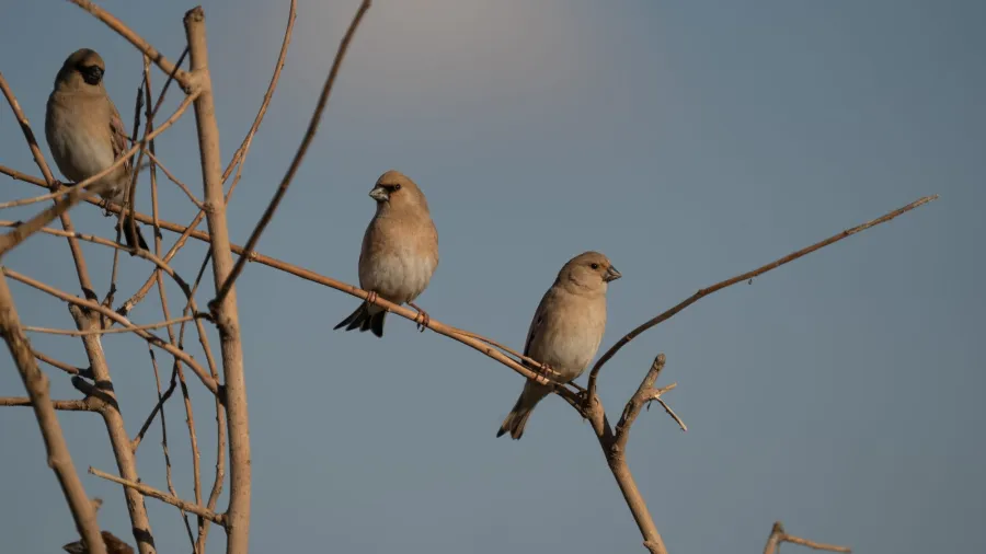 Desert Finch