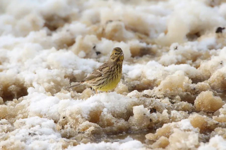 Yellowhammer