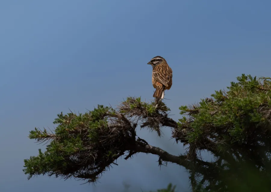 Rock Bunting