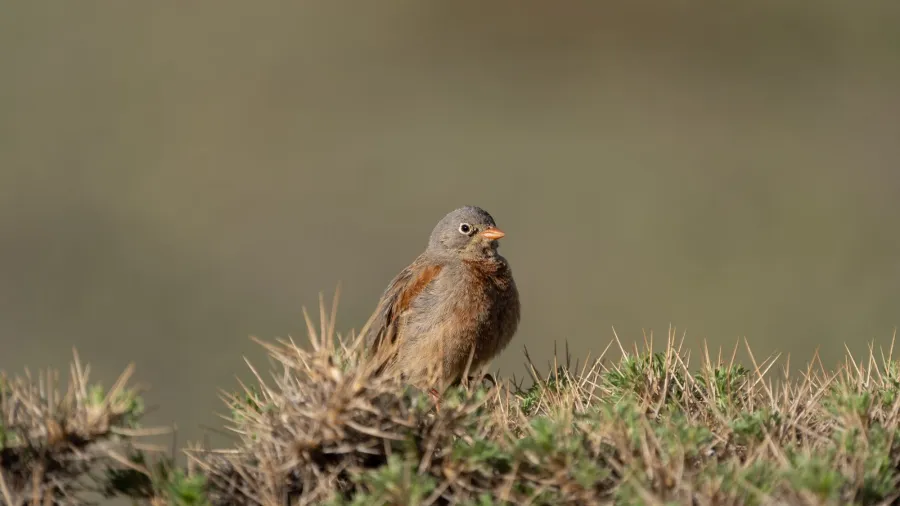 Grey-necked Bunting