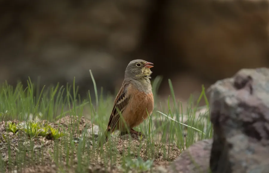 Ortolan Bunting