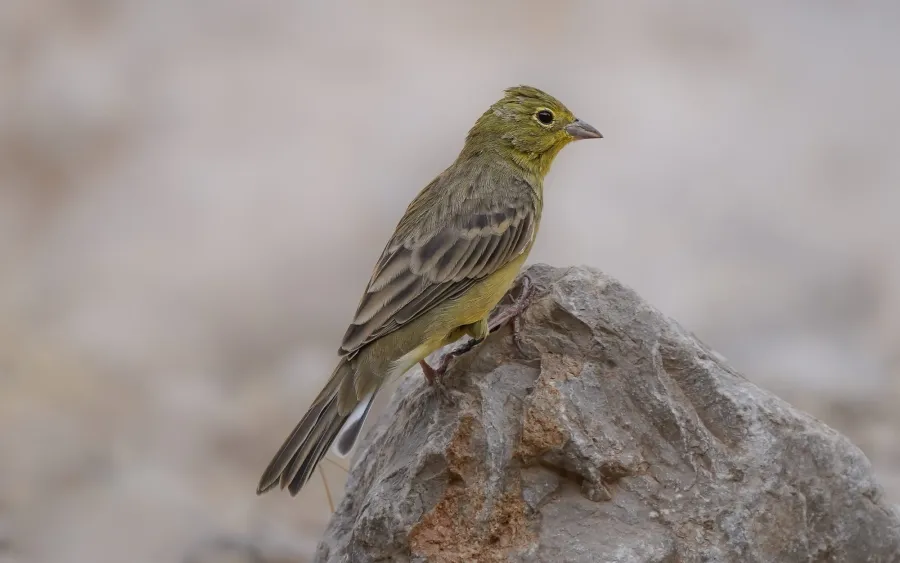 Eastern Cinereous Bunting