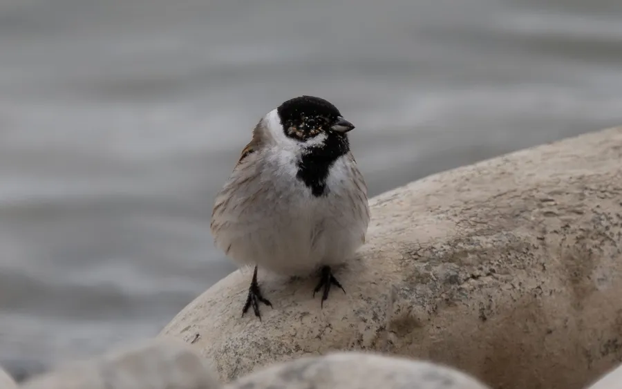 Common Reed Bunting