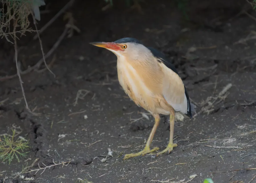 Little Bittern