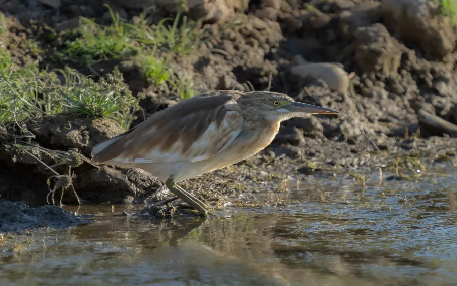 Squacco Heron