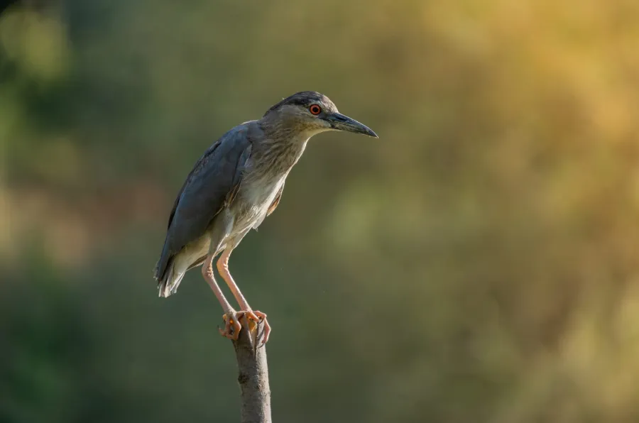 Black-crowned Night Heron