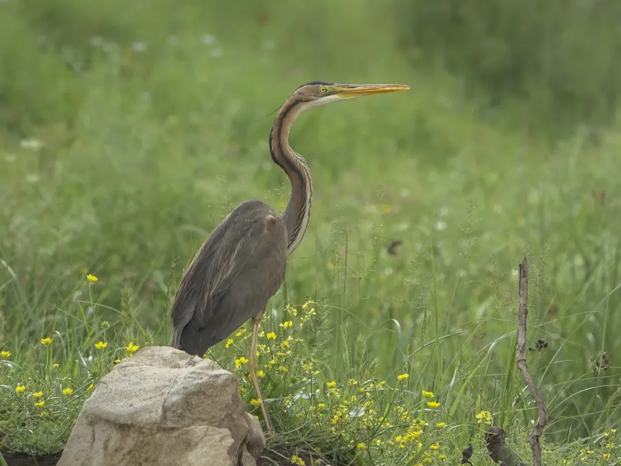 Purple Heron