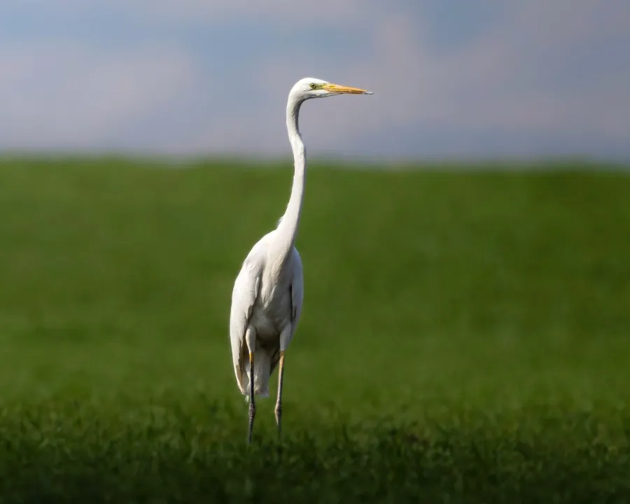 Western Great Egret