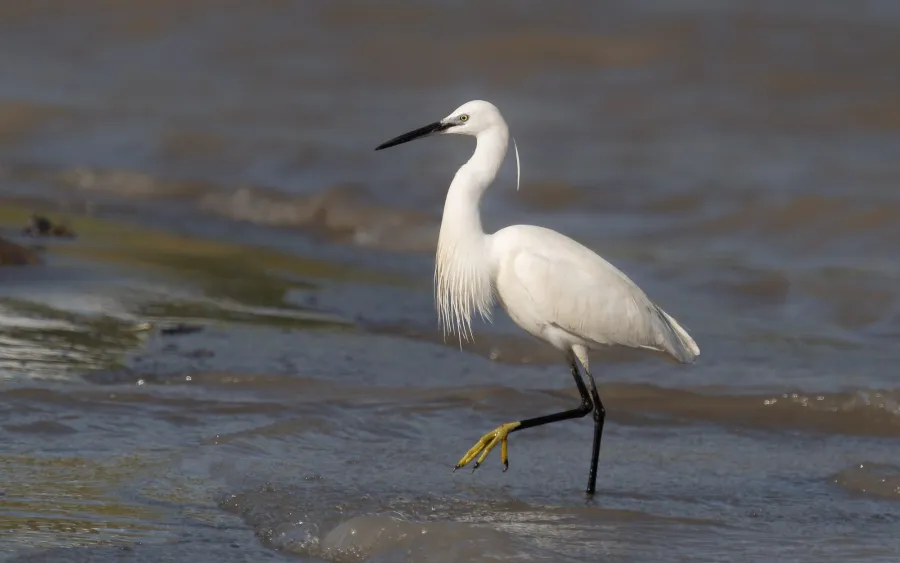 Little Egret