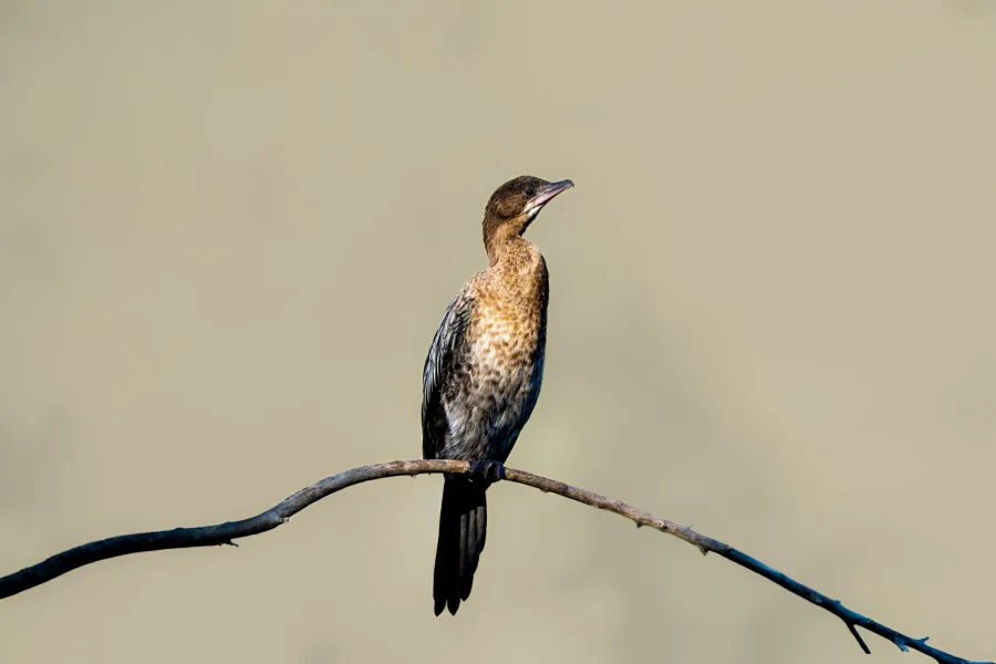 Pygmy Cormorant