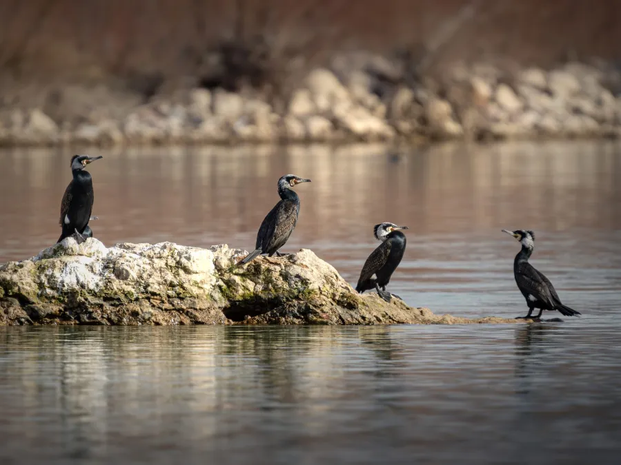 Great Cormorant