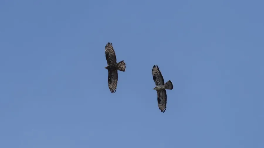 European Honey Buzzard