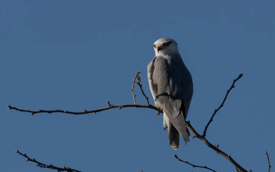 Black-winged Kite