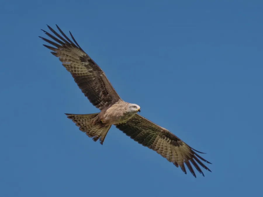 Black Kite
