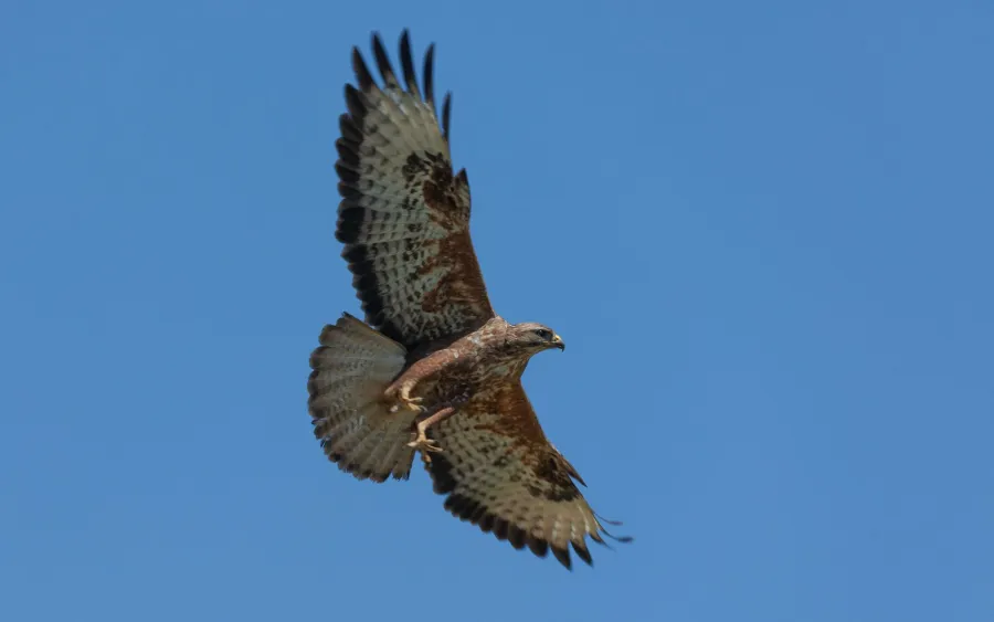 Steppe Buzzard